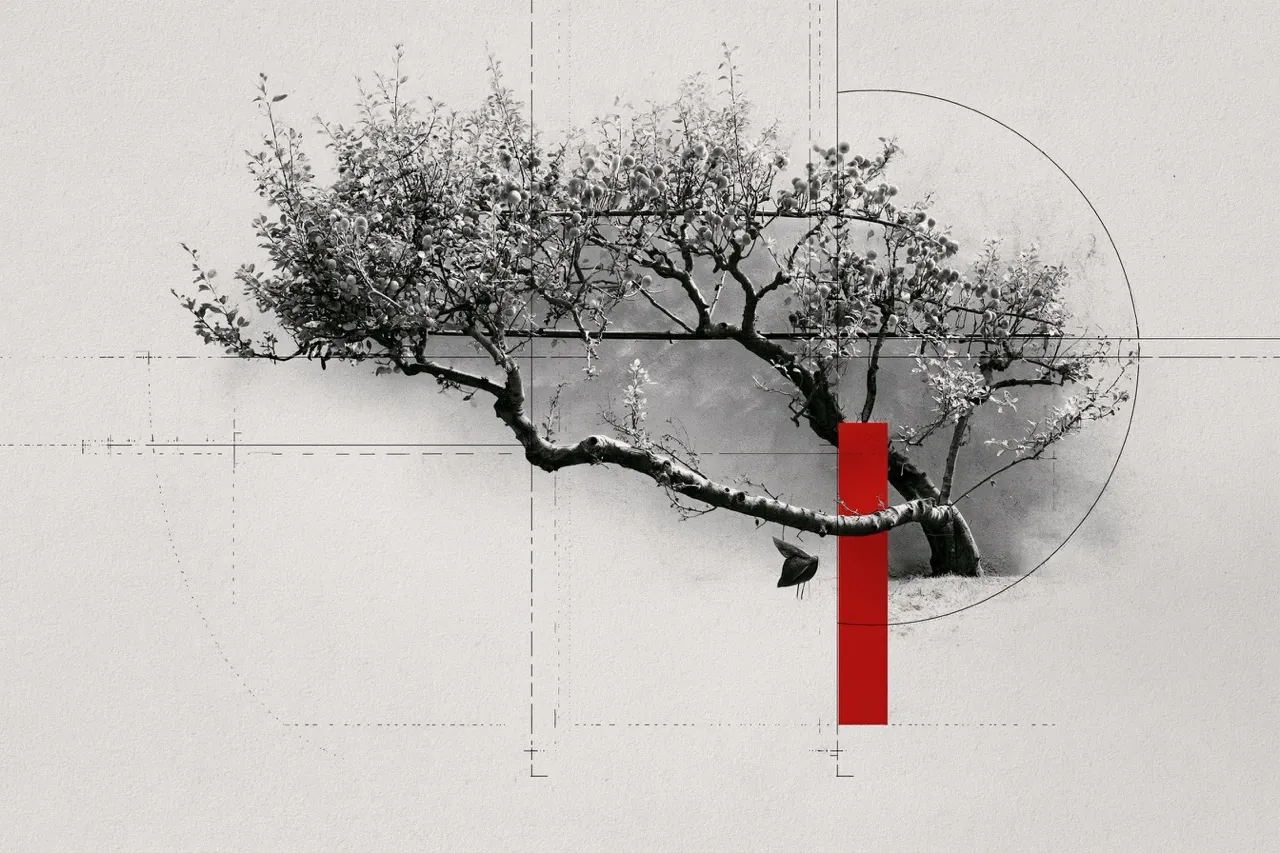 Espalier, growth trained to a deliberate shape