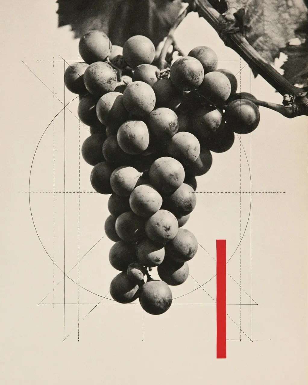 Ripe cluster, the payoff of tended growth