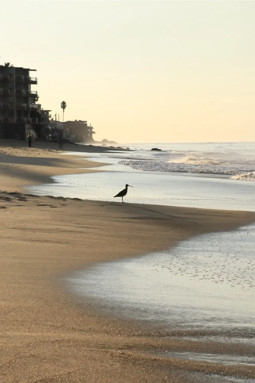 A long-billed curlew standing alone at the water's edge in low golden light, the wet sand mirroring the sky and beachfront buildings soft in the distance.