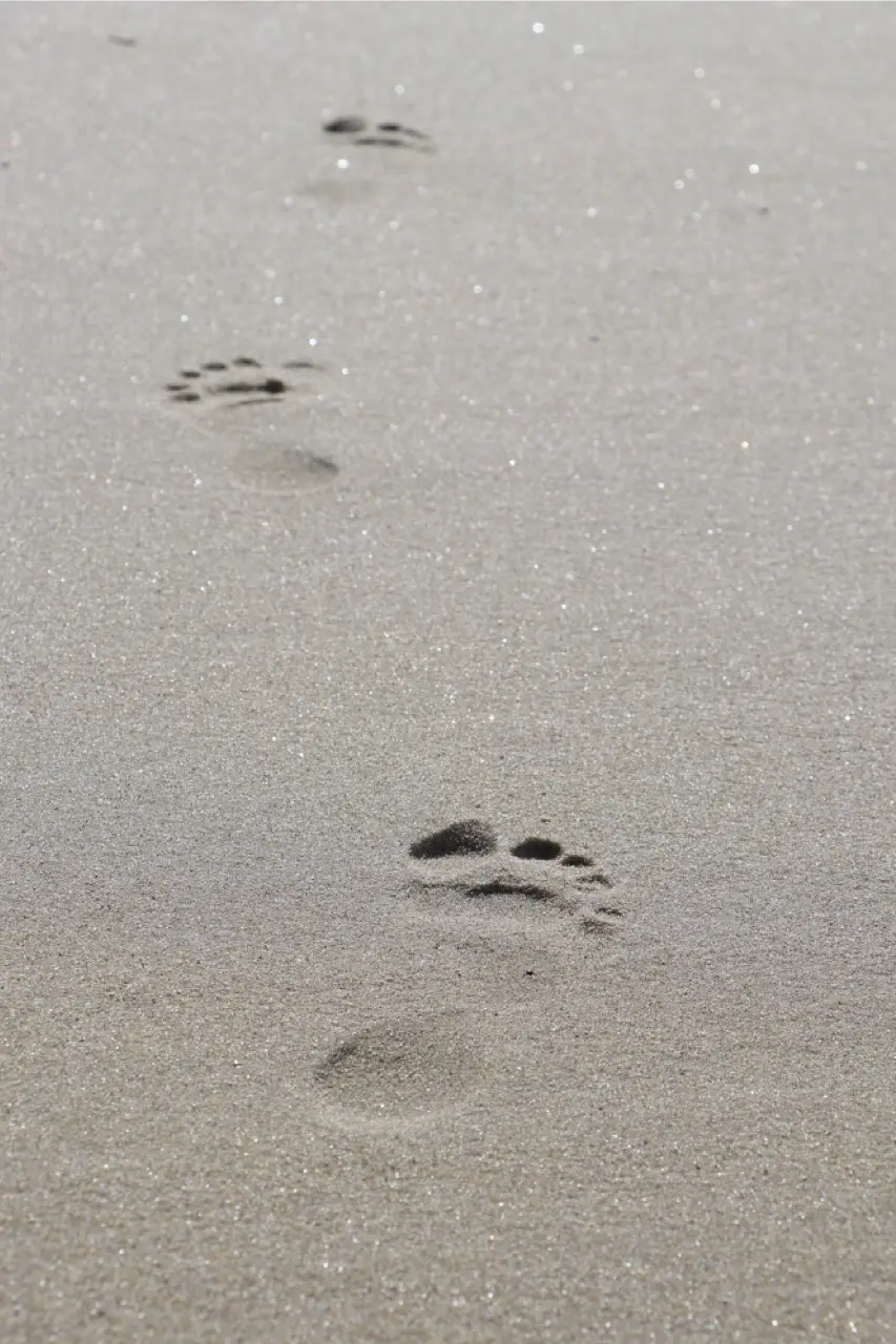 A line of bare footprints pressed into smooth wet sand, leading away from the viewer.