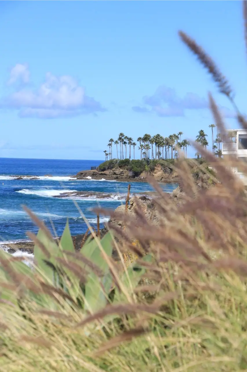 A row of palm trees on a rocky Laguna point seen across the water, viewed through tall out-of-focus grasses in the foreground under a bright blue sky.