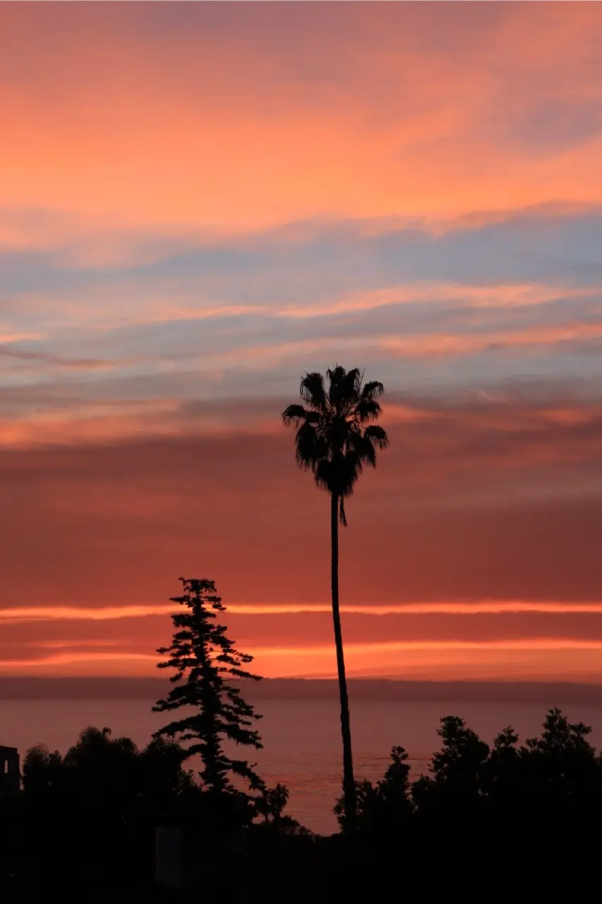 A tall palm and a pine silhouetted together against a pink and orange sunset over the ocean.