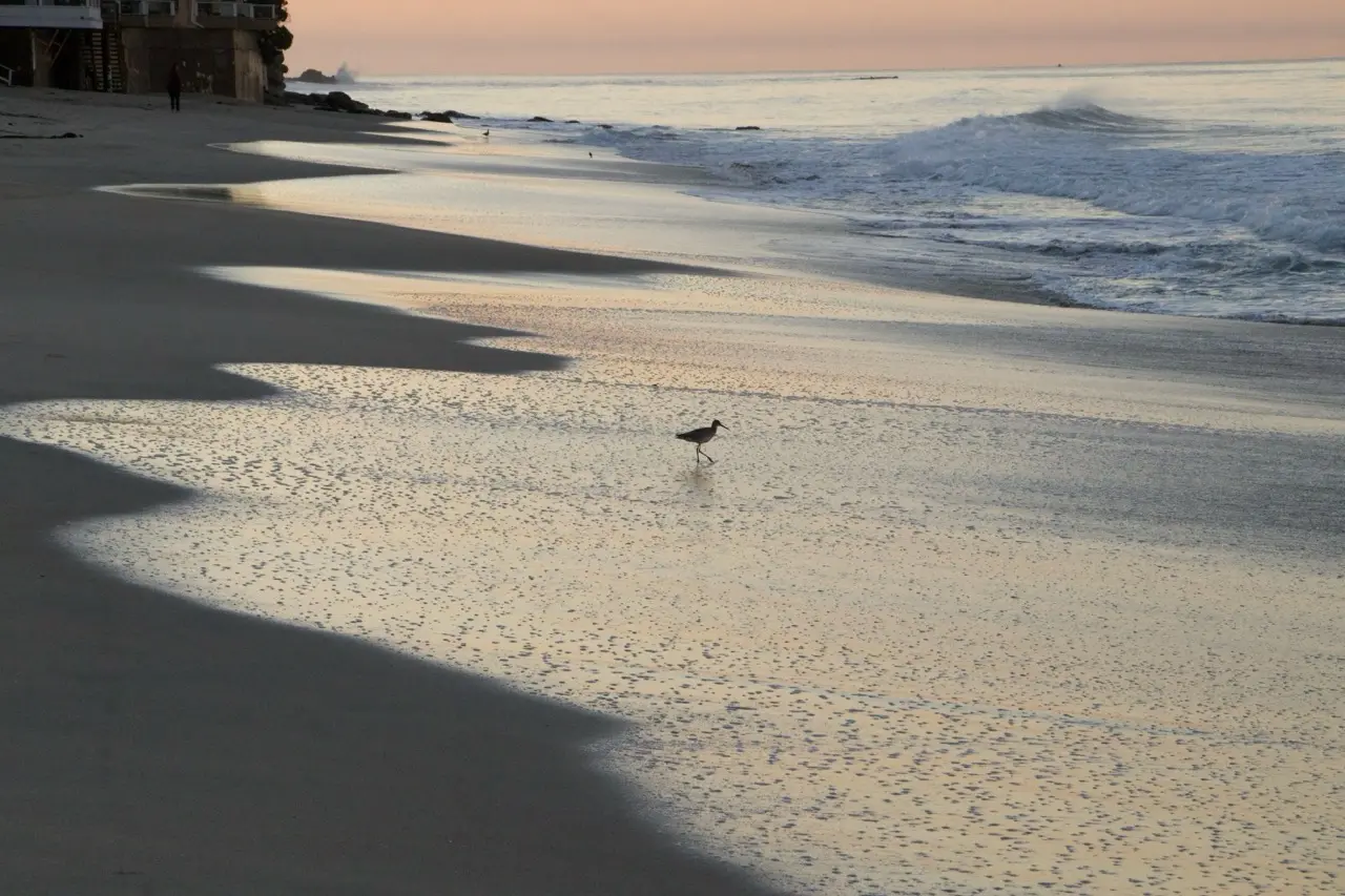 A single small shorebird on wide, mirror-wet sand at dusk, the shoreline and scalloped foam reflecting a pale pink sky.