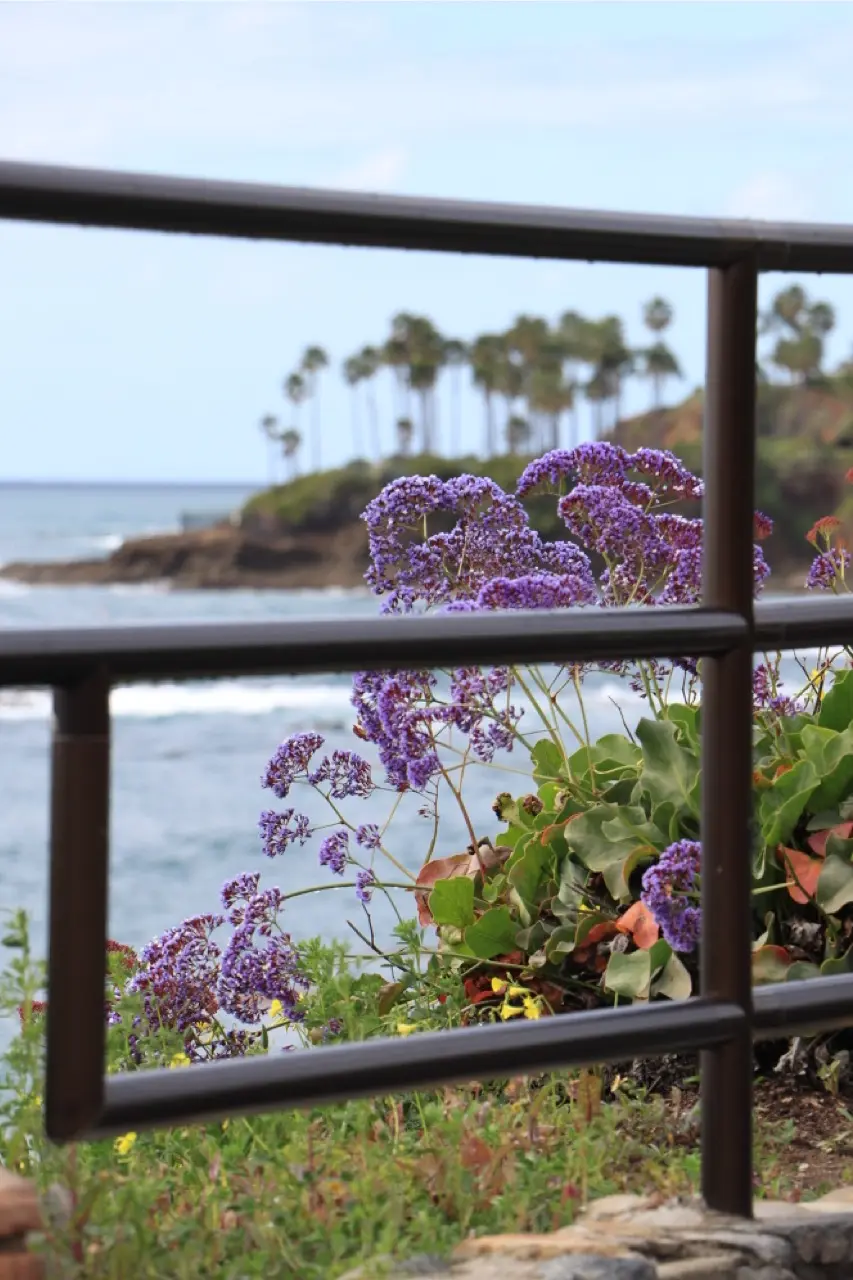 Purple sea lavender blooming beside a dark park railing at a Laguna overlook, with palm trees on the point and the ocean beyond.