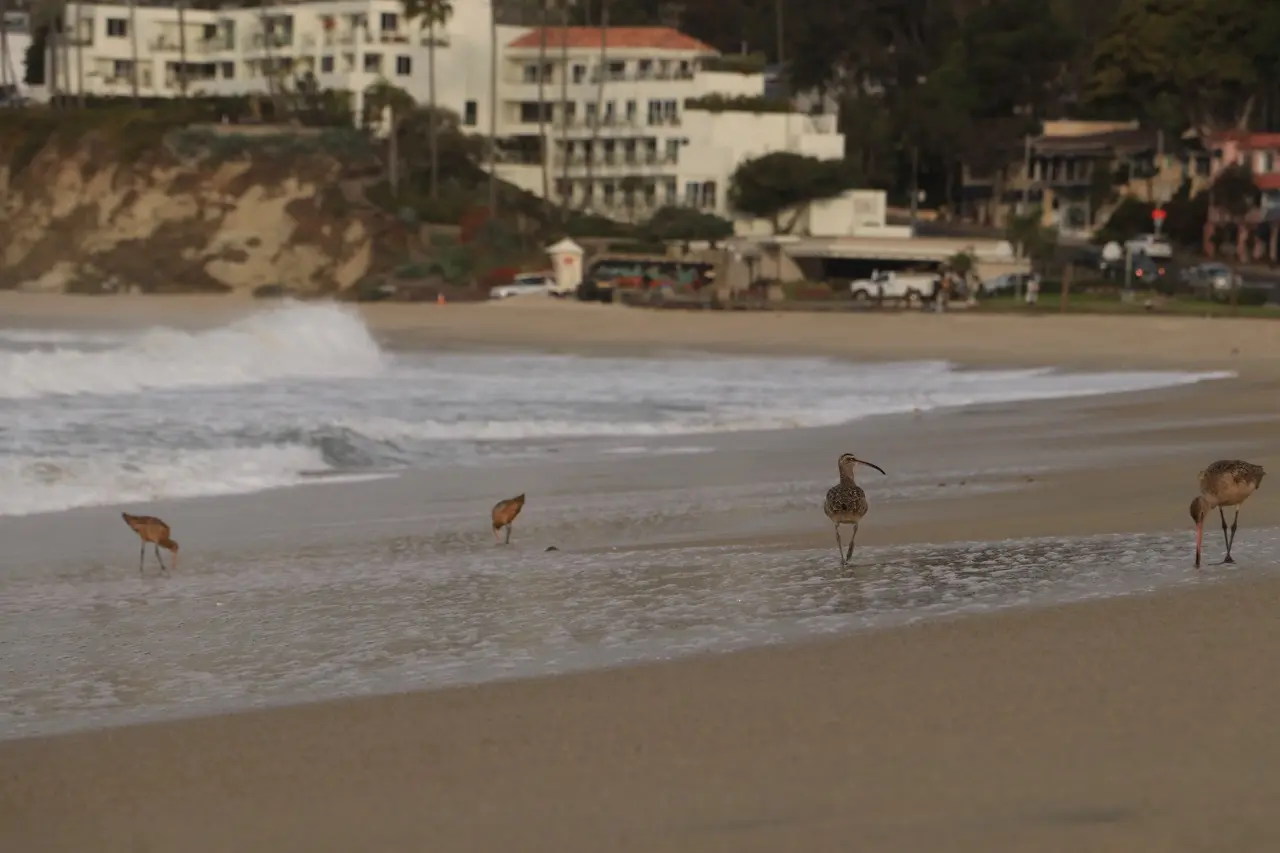 Four shorebirds feeding together in the shallow wash at the waterline, with waves breaking behind them and Laguna's beachfront buildings up on the bluff.